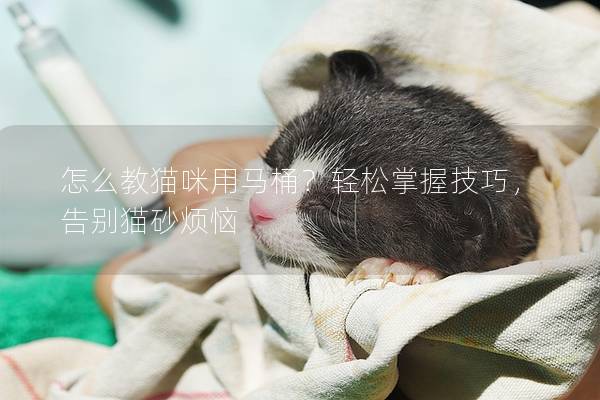 怎么教猫咪用马桶？轻松掌握技巧，告别猫砂烦恼