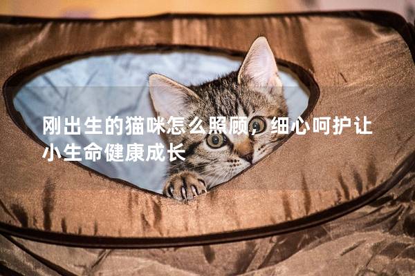 刚出生的猫咪怎么照顾，细心呵护让小生命健康成长
