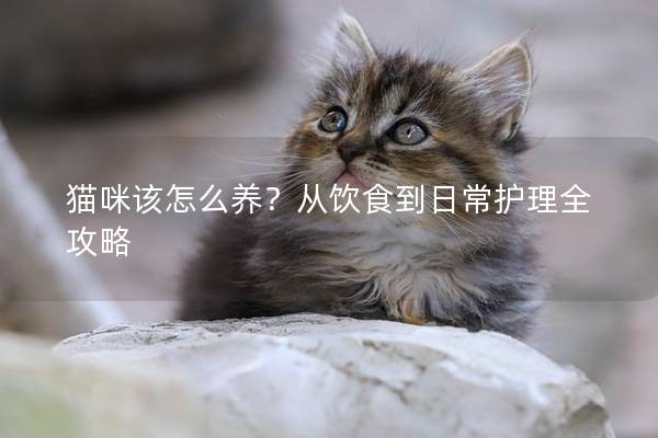 猫咪该怎么养？从饮食到日常护理全攻略