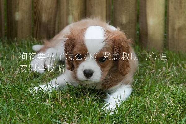 狗狗要死了怎么办？紧急救助与心理安慰全攻略