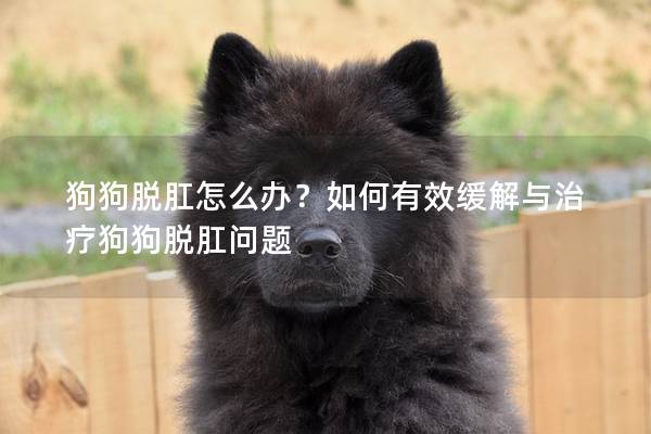 狗狗脱肛怎么办？如何有效缓解与治疗狗狗脱肛问题