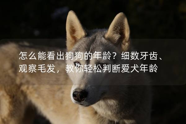 怎么能看出狗狗的年龄？细数牙齿、观察毛发，教你轻松判断爱犬年龄