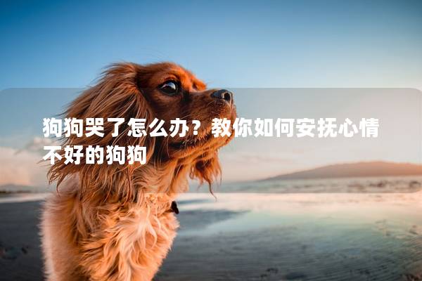 狗狗哭了怎么办？教你如何安抚心情不好的狗狗
