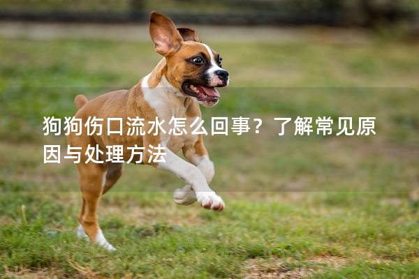 狗狗伤口流水怎么回事？了解常见原因与处理方法