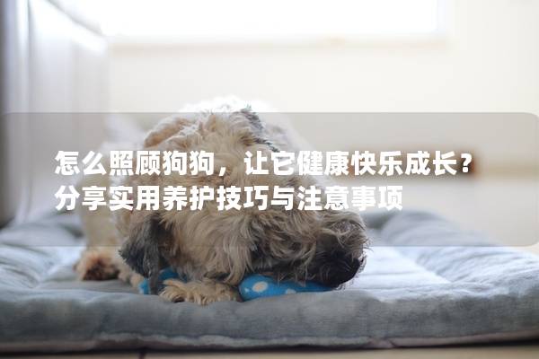怎么照顾狗狗，让它健康快乐成长？分享实用养护技巧与注意事项