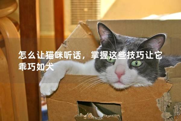 怎么让猫咪听话，掌握这些技巧让它乖巧如犬