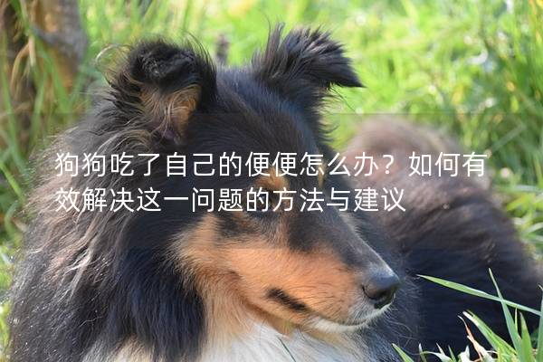 狗狗吃了自己的便便怎么办？如何有效解决这一问题的方法与建议