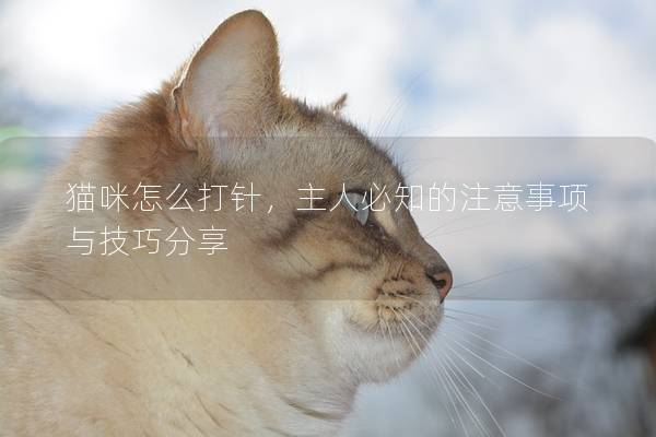 猫咪怎么打针，主人必知的注意事项与技巧分享