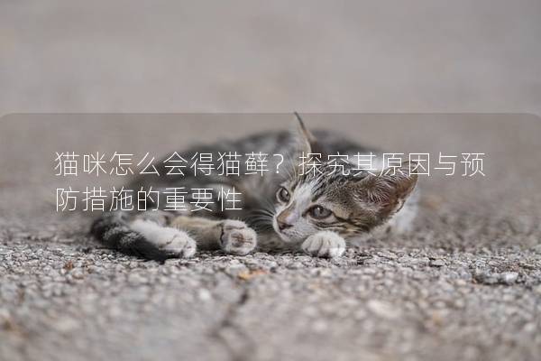 猫咪怎么会得猫藓？探究其原因与预防措施的重要性