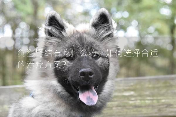 狗狗肾结石吃什么药，如何选择合适的治疗方案？