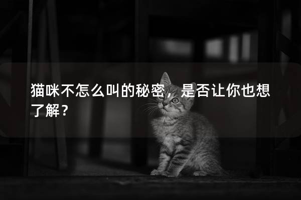 猫咪不怎么叫的秘密，是否让你也想了解？