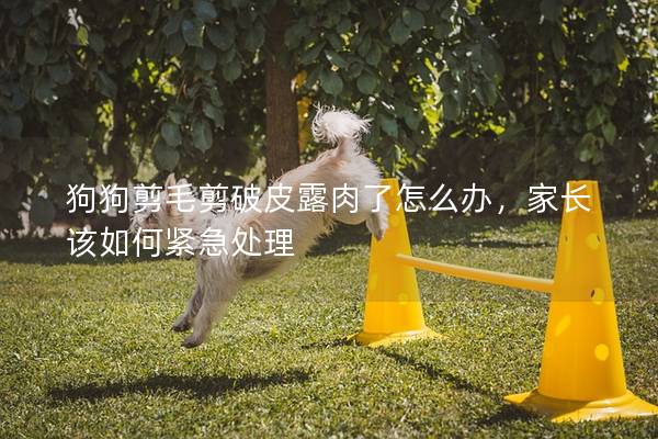 狗狗剪毛剪破皮露肉了怎么办，家长该如何紧急处理