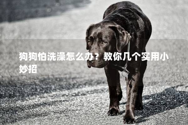 狗狗怕洗澡怎么办？教你几个实用小妙招