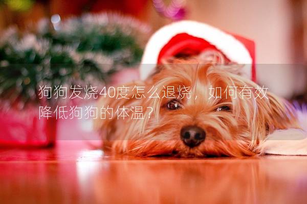 狗狗发烧40度怎么退烧，如何有效降低狗狗的体温？