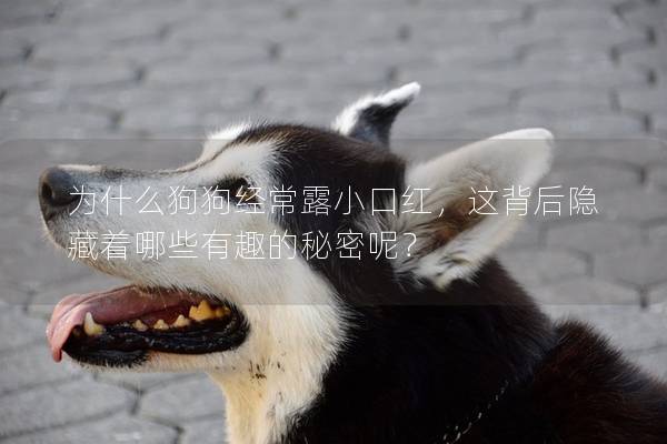 为什么狗狗经常露小口红，这背后隐藏着哪些有趣的秘密呢？