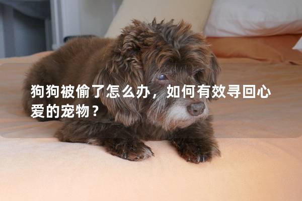 狗狗被偷了怎么办，如何有效寻回心爱的宠物？
