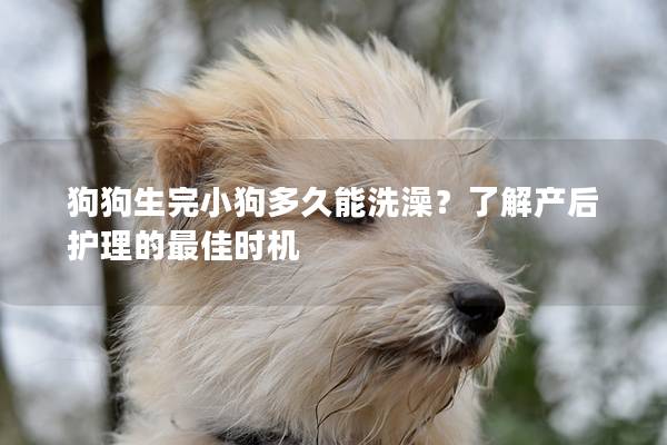 狗狗生完小狗多久能洗澡？了解产后护理的最佳时机