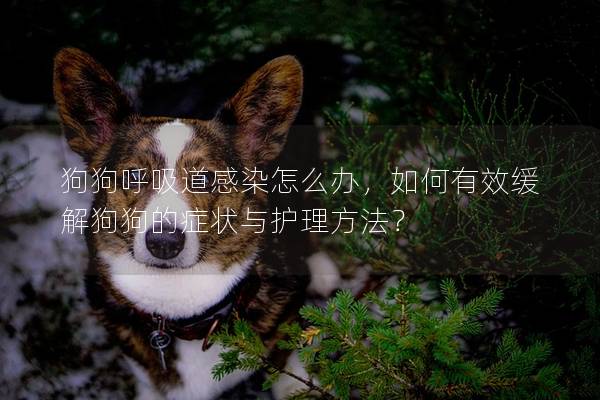 狗狗呼吸道感染怎么办，如何有效缓解狗狗的症状与护理方法？