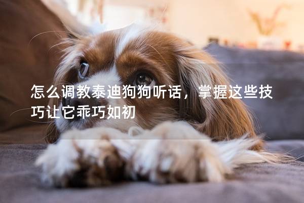 怎么调教泰迪狗狗听话，掌握这些技巧让它乖巧如初