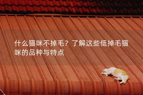 什么猫咪不掉毛？了解这些低掉毛猫咪的品种与特点