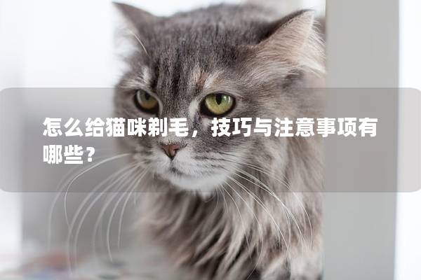 怎么给猫咪剃毛，技巧与注意事项有哪些？