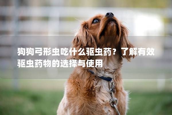 狗狗弓形虫吃什么驱虫药？了解有效驱虫药物的选择与使用