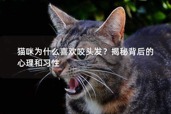猫咪为什么喜欢咬头发？揭秘背后的心理和习性