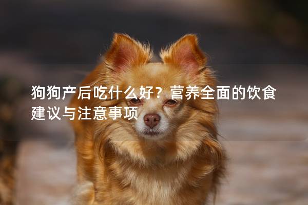 狗狗产后吃什么好？营养全面的饮食建议与注意事项