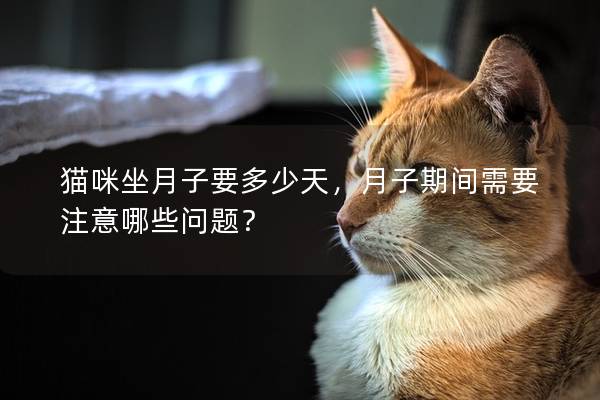 猫咪坐月子要多少天，月子期间需要注意哪些问题？