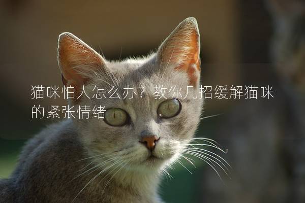 猫咪怕人怎么办？教你几招缓解猫咪的紧张情绪