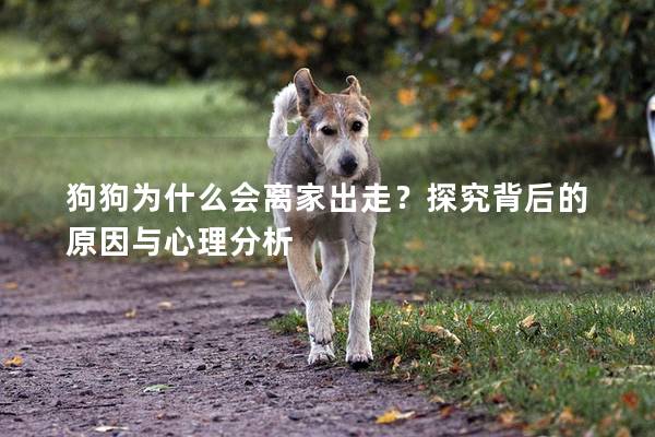 狗狗为什么会离家出走？探究背后的原因与心理分析