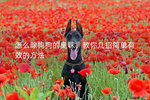 怎么除狗狗的臭味，教你几招简单有效的方法