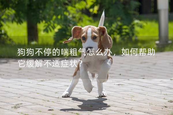 狗狗不停的喘粗气怎么办，如何帮助它缓解不适症状？