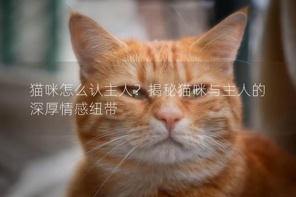 猫咪怎么认主人？揭秘猫咪与主人的深厚情感纽带