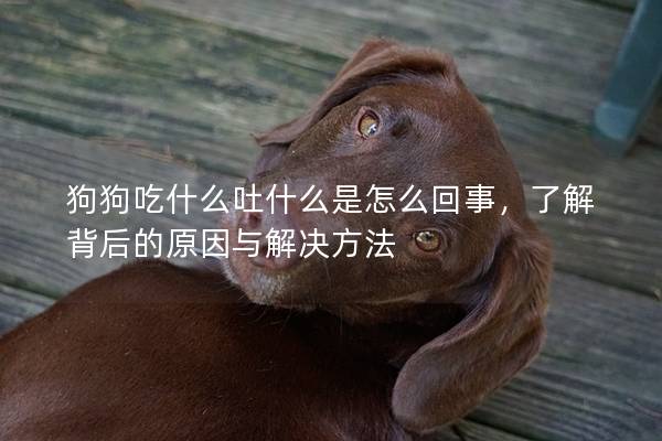 狗狗吃什么吐什么是怎么回事，了解背后的原因与解决方法