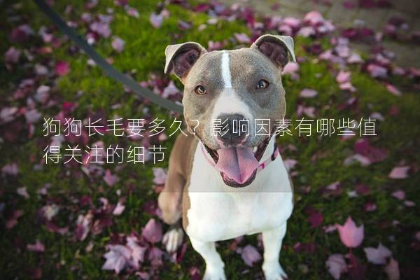 狗狗长毛要多久？影响因素有哪些值得关注的细节