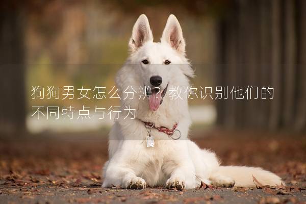 狗狗男女怎么分辨？教你识别他们的不同特点与行为