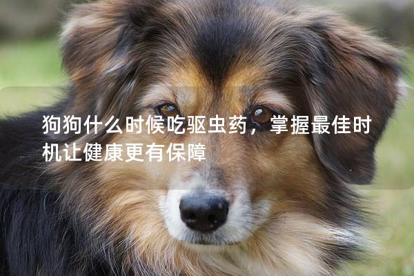 狗狗什么时候吃驱虫药，掌握最佳时机让健康更有保障