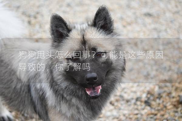 狗狗甩头怎么回事？可能是这些原因导致的，你了解吗