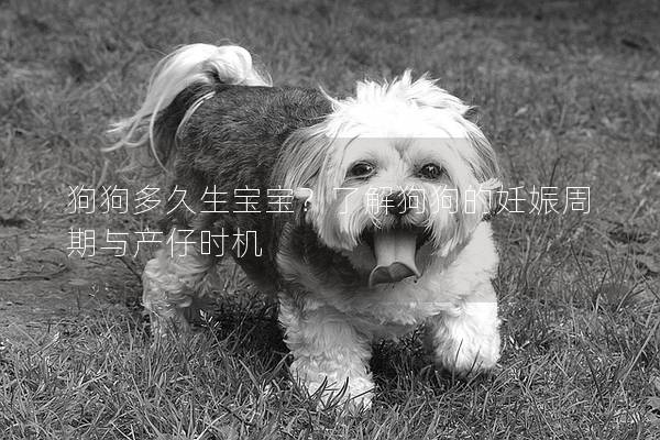 狗狗多久生宝宝？了解狗狗的妊娠周期与产仔时机