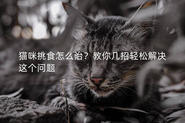 猫咪挑食怎么治？教你几招轻松解决这个问题
