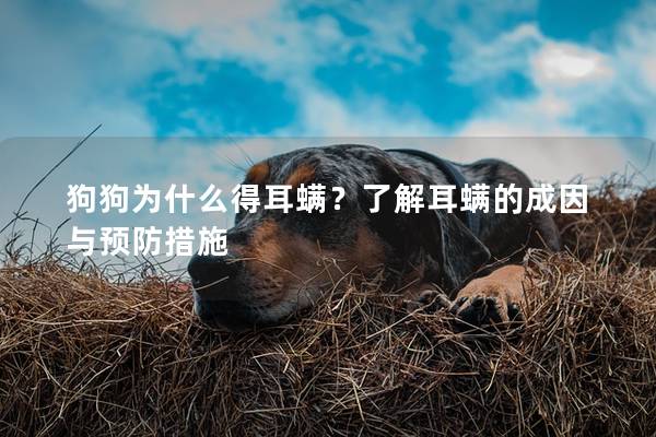 狗狗为什么得耳螨？了解耳螨的成因与预防措施