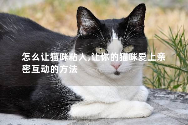 怎么让猫咪粘人,让你的猫咪爱上亲密互动的方法