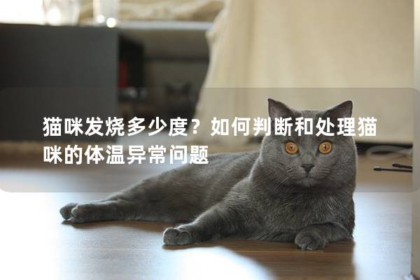 猫咪发烧多少度？如何判断和处理猫咪的体温异常问题