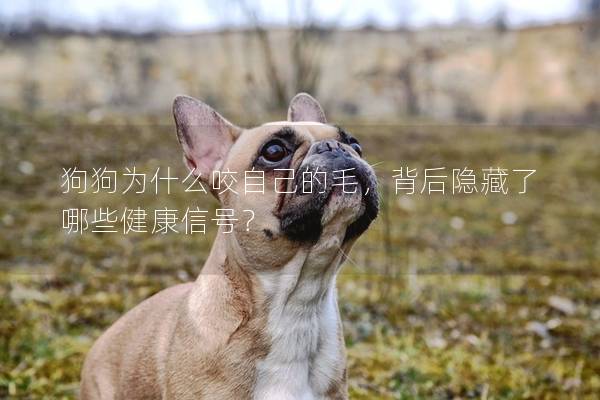 狗狗为什么咬自己的毛，背后隐藏了哪些健康信号？
