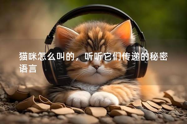 猫咪怎么叫的，听听它们传递的秘密语言