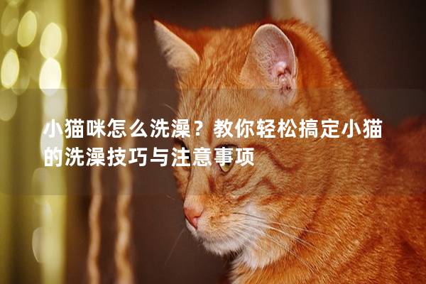 小猫咪怎么洗澡？教你轻松搞定小猫的洗澡技巧与注意事项