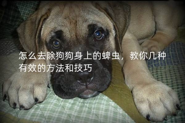 怎么去除狗狗身上的蜱虫，教你几种有效的方法和技巧
