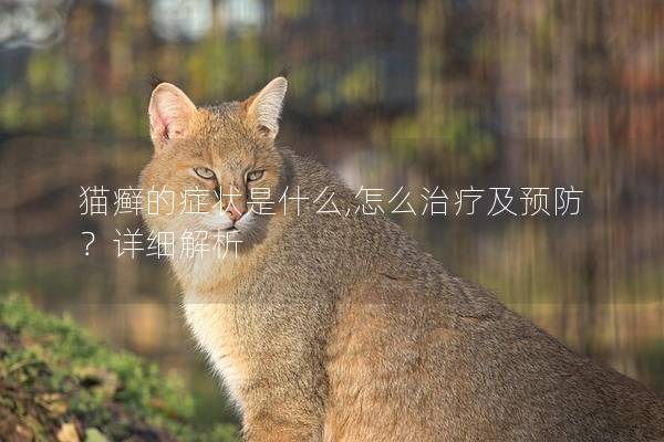 猫癣的症状是什么,怎么治疗及预防？详细解析