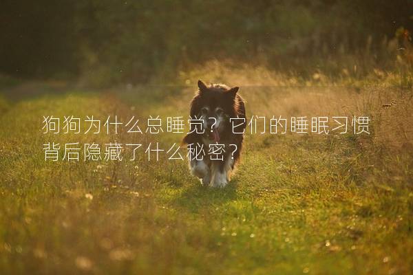 狗狗为什么总睡觉？它们的睡眠习惯背后隐藏了什么秘密？